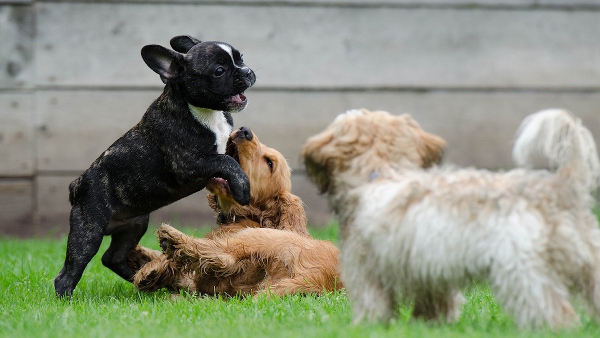 Tre cani che giocano