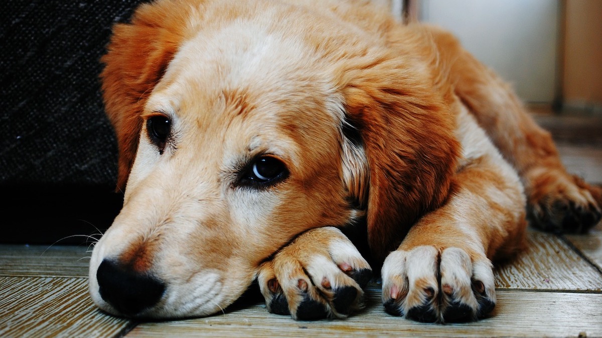 Cosa possono mangiare i cani con diabete?