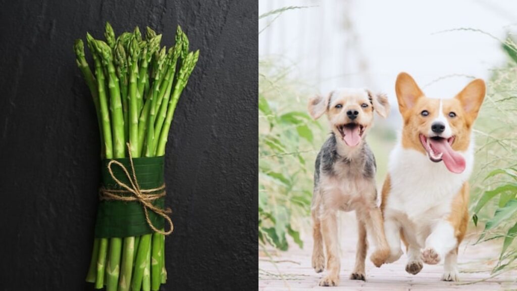 Il cane può mangiare gli asparagi?