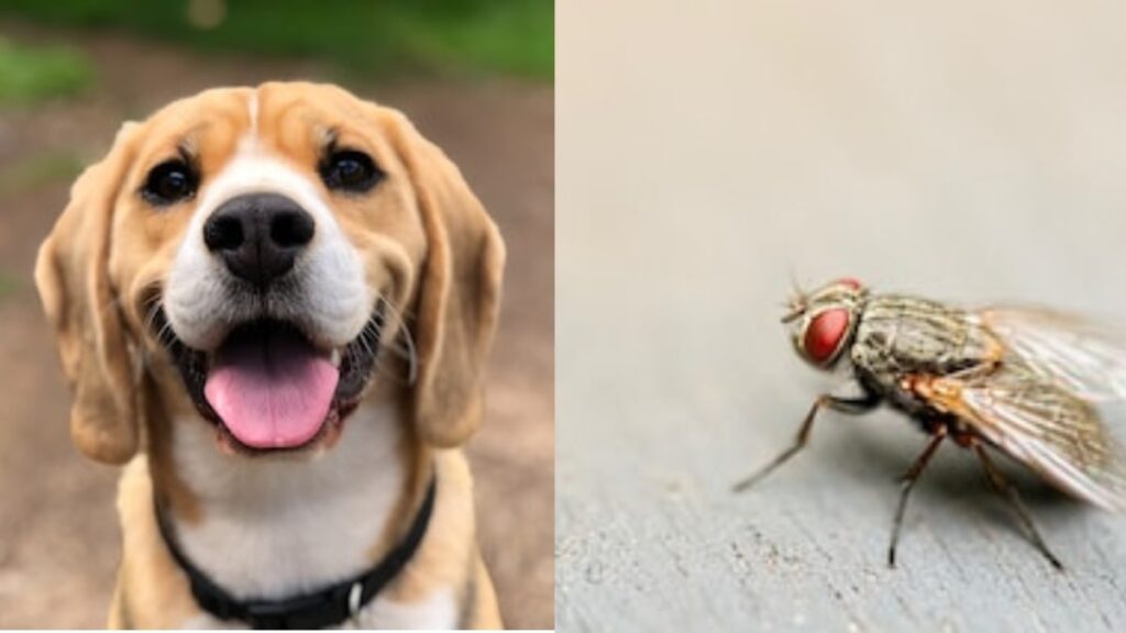 Perchè il cane mangia le mosche