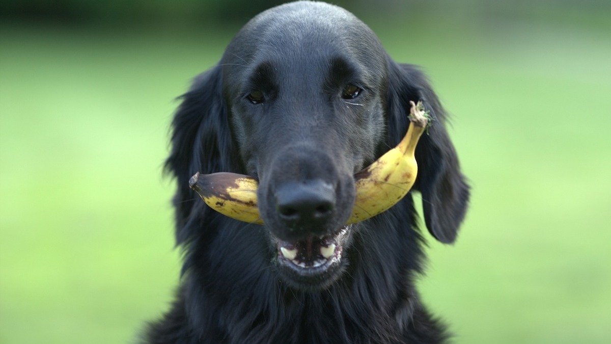 I cani possono mangiare la frutta?