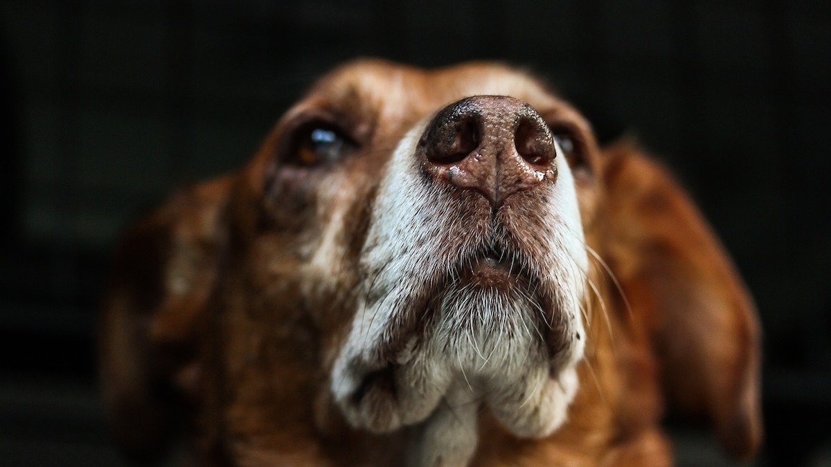 I cani rimangiano il cibo che hanno vomitato