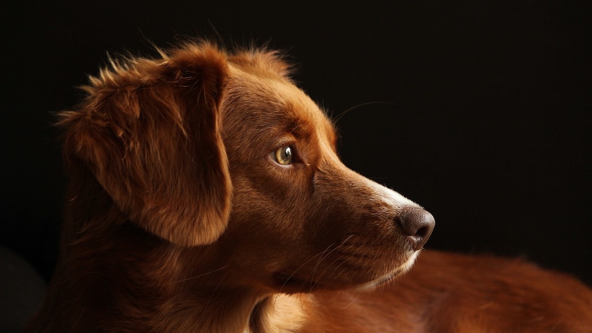 La carne di maiale può essere assunta dai cani?