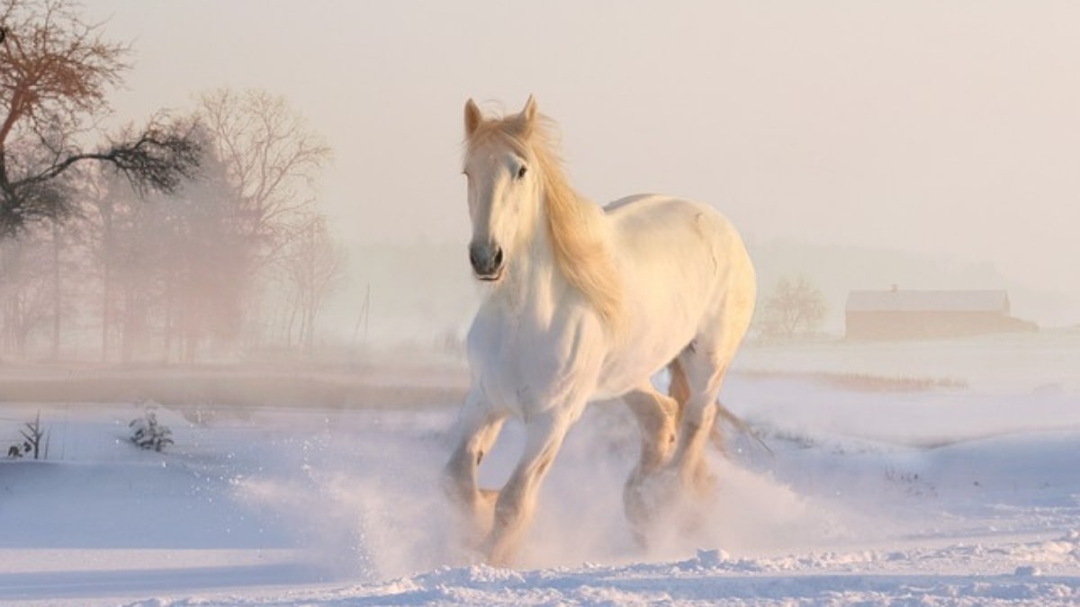 Quanto vive un cavallo