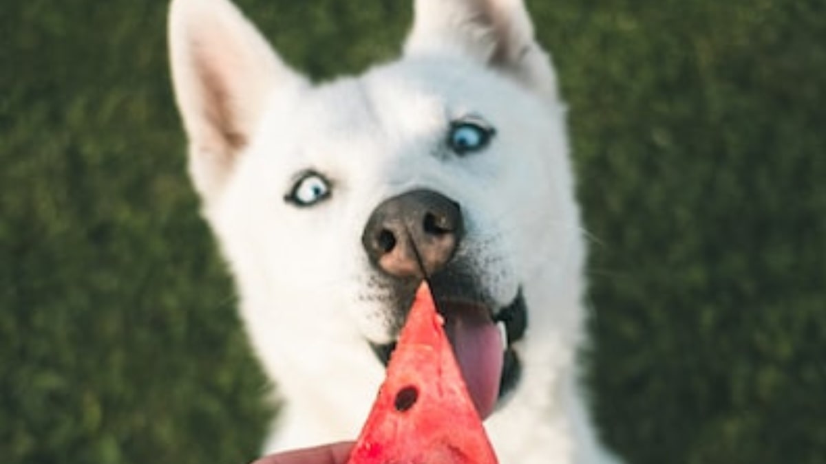 Perchè il mio cane mangia solamente una volta al giorno