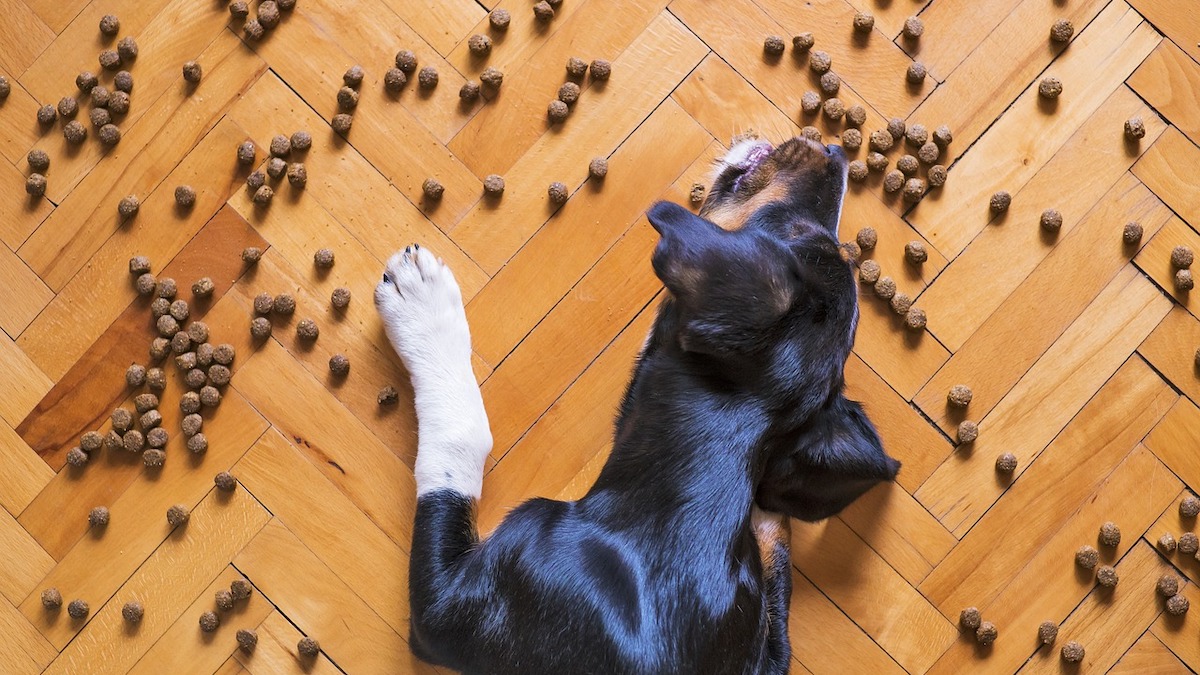 Il cibo crudo o cotto per i cani?