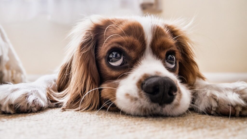 Il cibo per cani è meglio cotto o crudo?