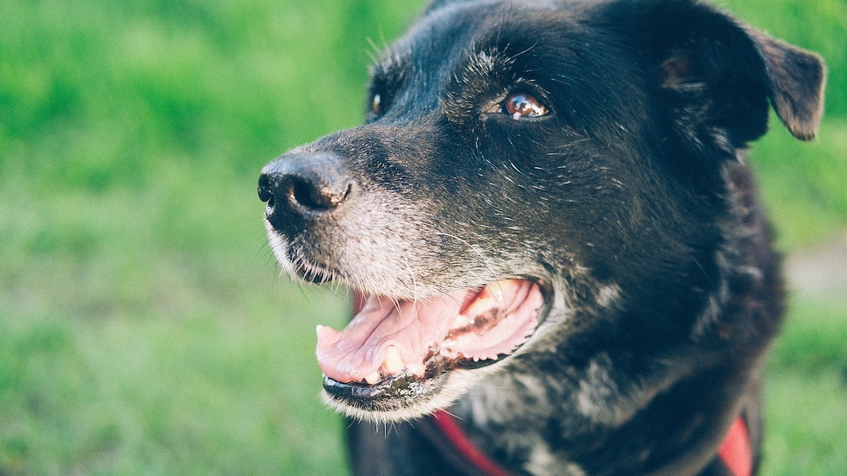 Il cucciolo può mangiare le crocchette per cani adulti?