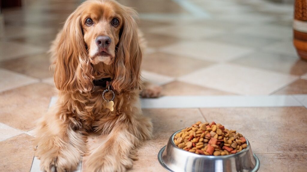 Cibo umido o solido per i cani?