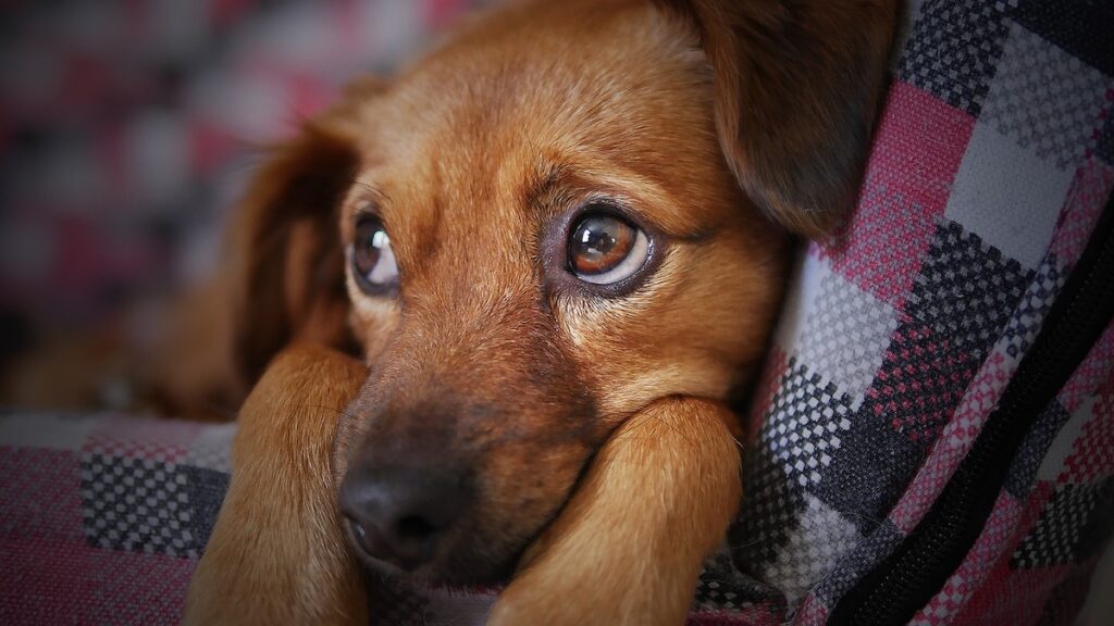 Che cos'è il cimurro nel cane