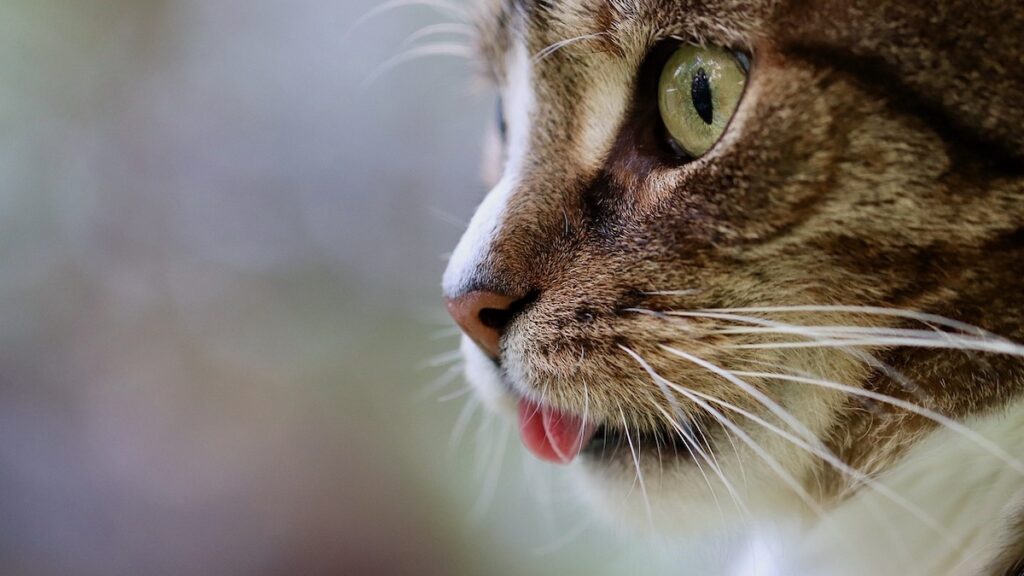 Strumenti e procedura per pulire gli occhi del gatto