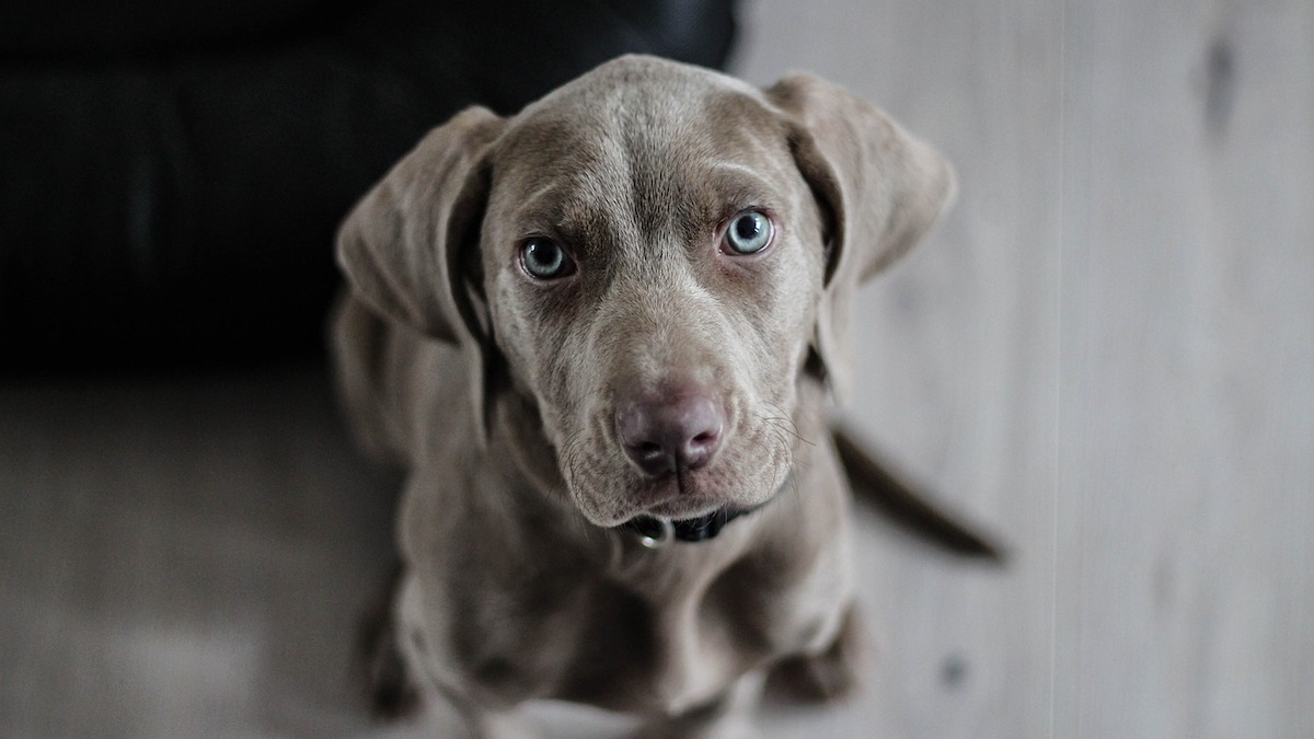 Come correggere il comportamento del cane