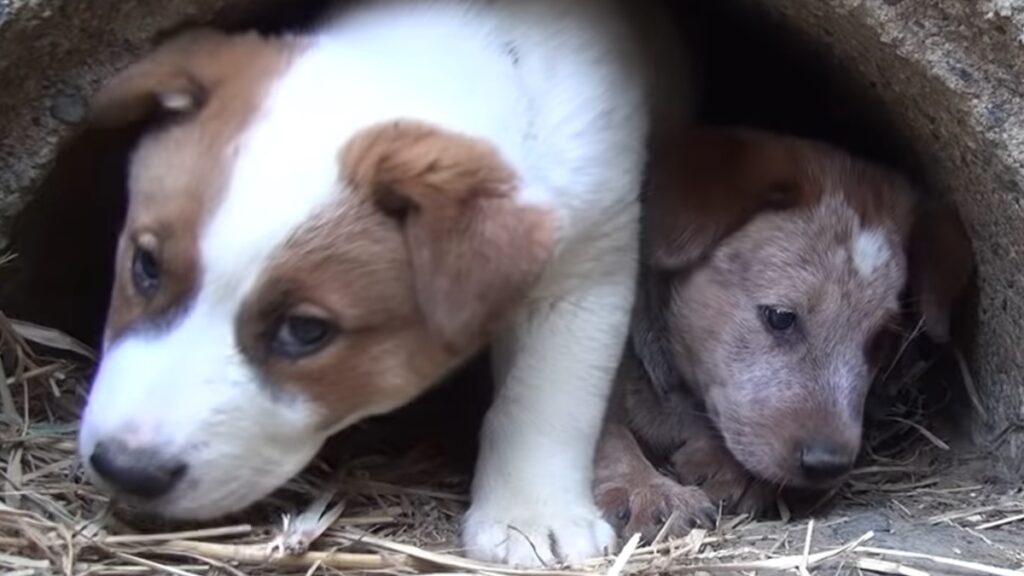 I cuccioli della cagnolina Gaia