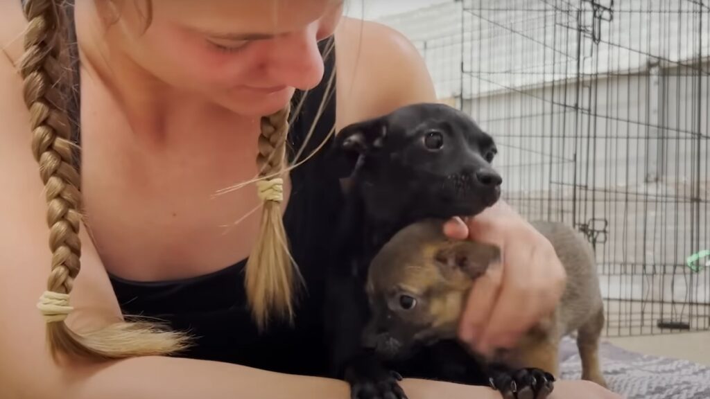 I cuccioli ritrovano la mamma