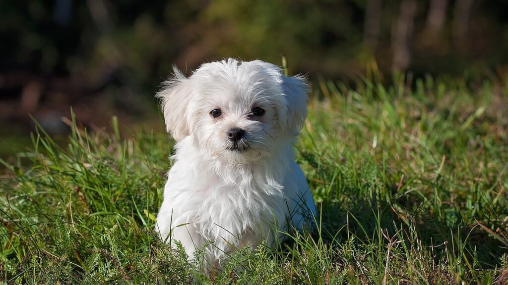 Un cucciolo