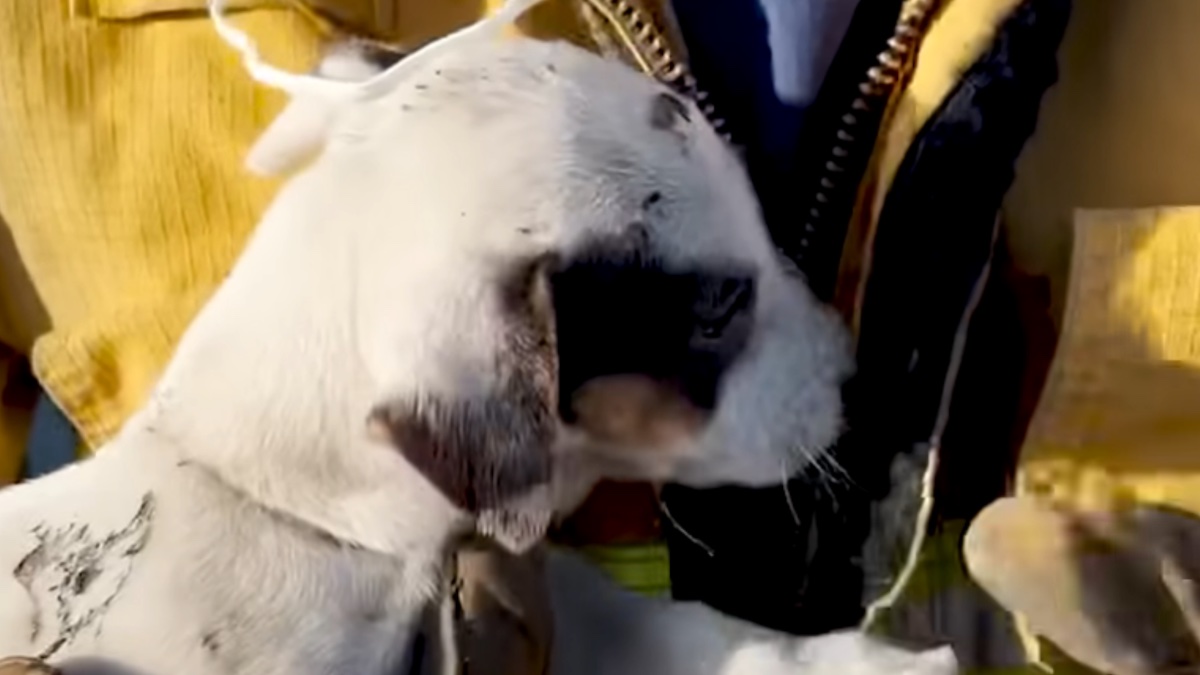 Il cucciolo Loki adesso è felice