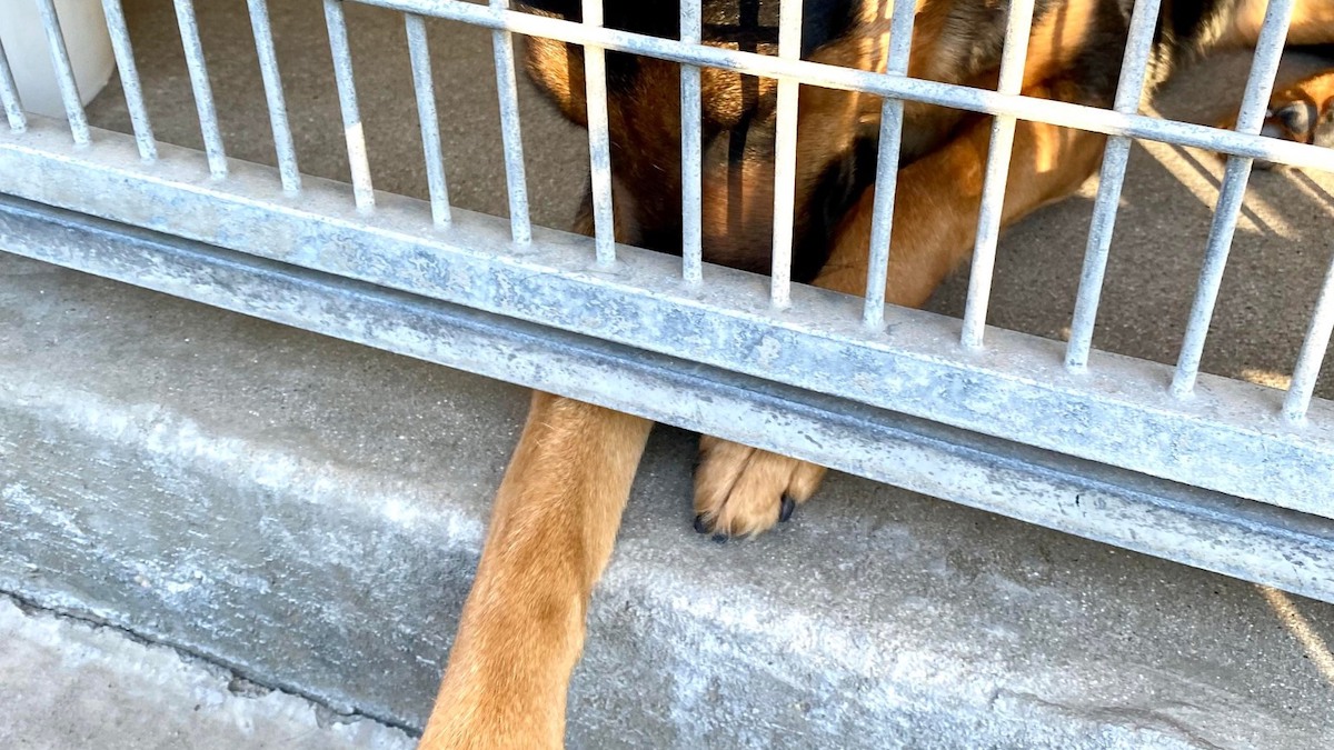 Un cucciolo in cerca di affetto