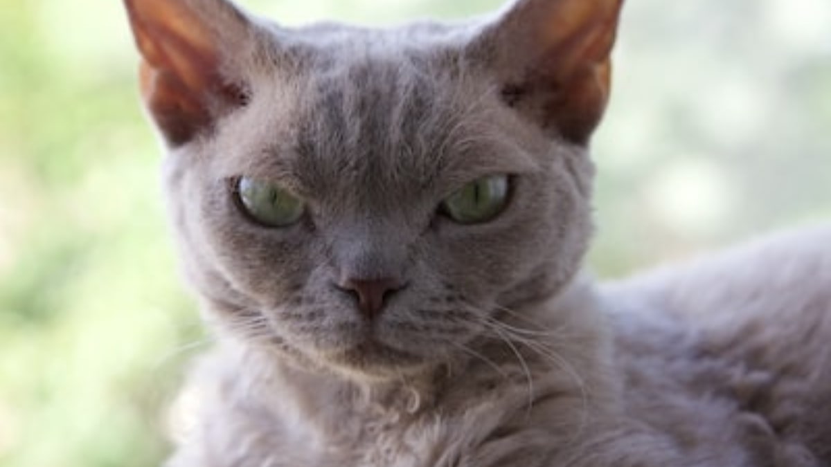 Il carattere del devon rex