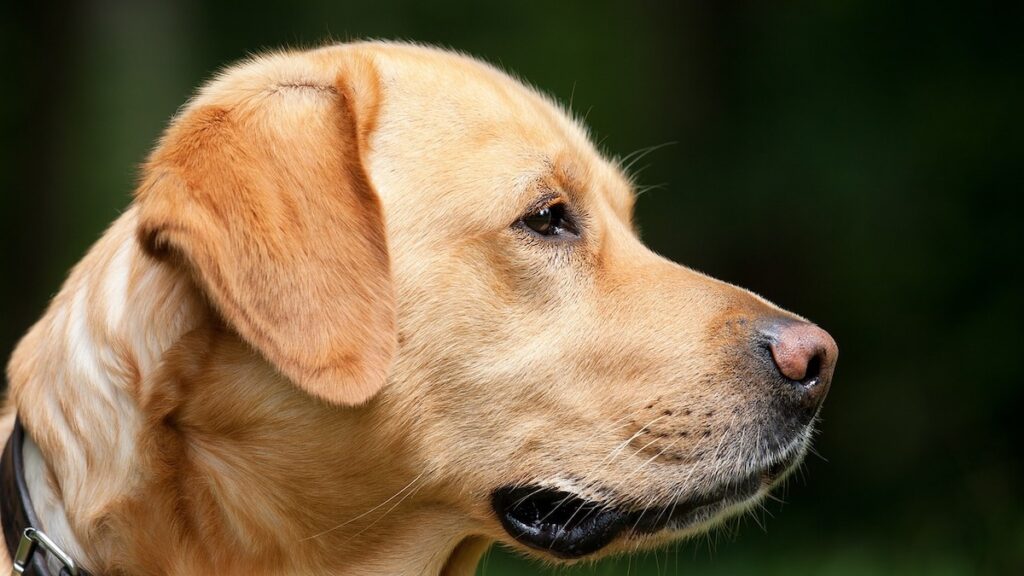 La dieta casalinga per il cane