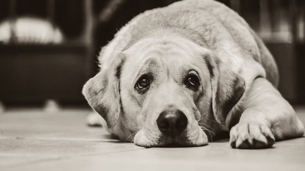 Le cure per l'epatite nel cane