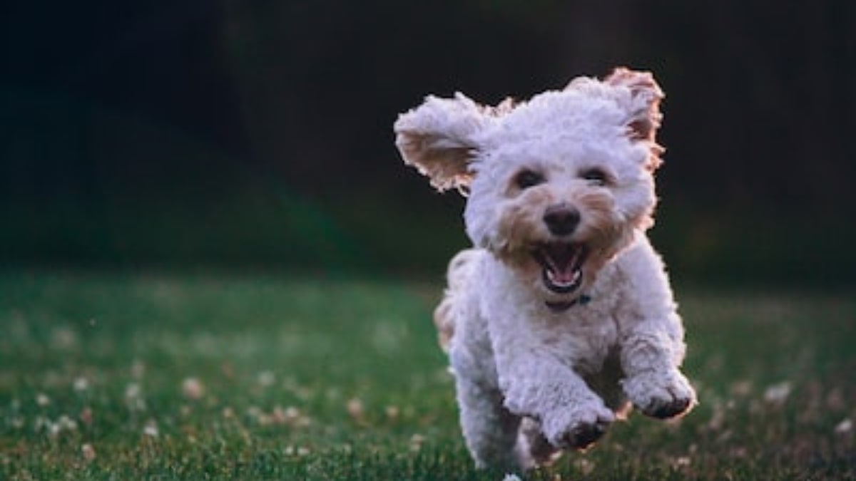 come calcolare l'età del cane