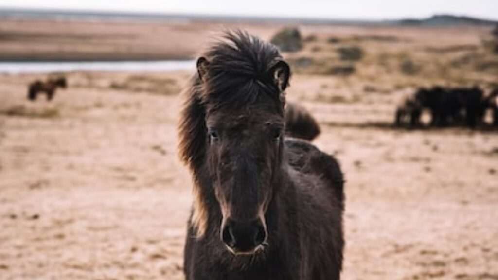 l'età media del cavallo