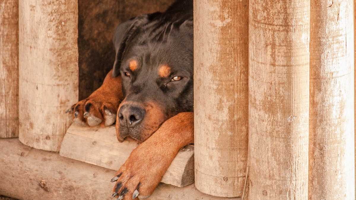 Come curare una ferita nel cane