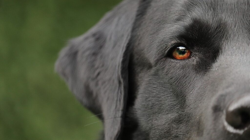 Cos'è la filariosi nel cane