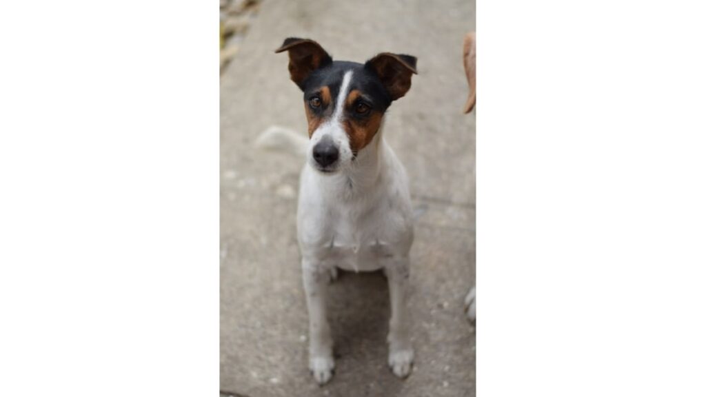 le caratteristiche del fox terrier