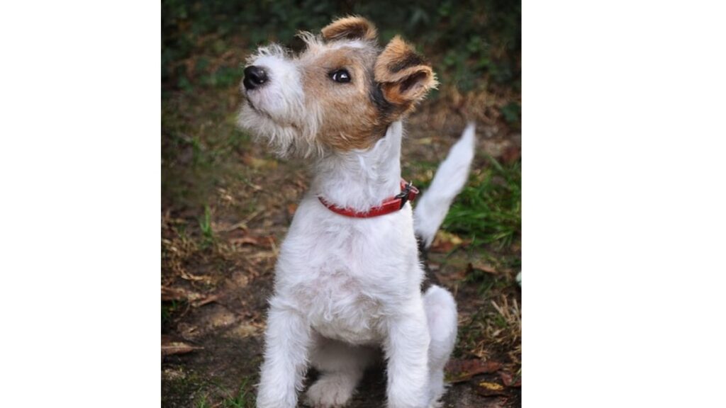 carattere e comportamento del fox terrier