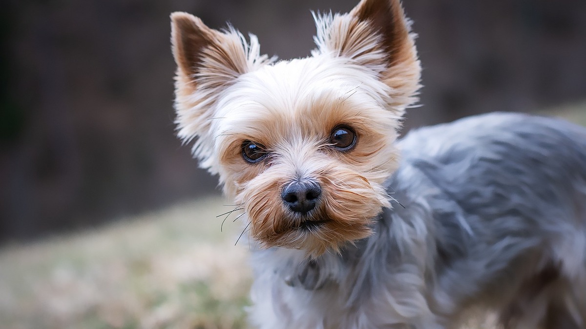 La gastrite nel cane