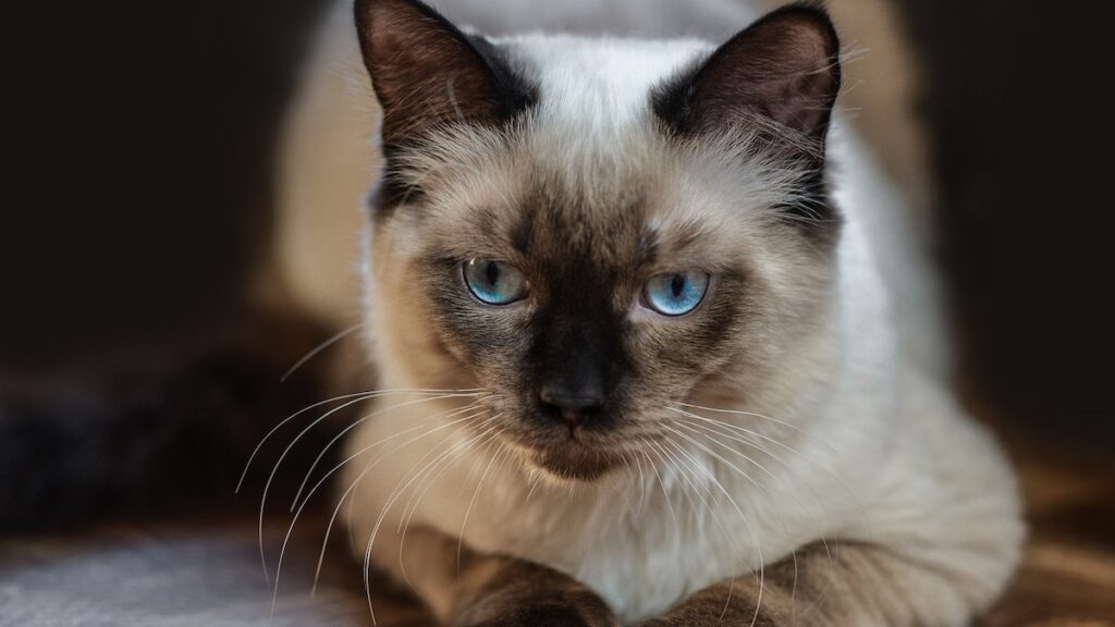 Ragdoll, il gatto gigante