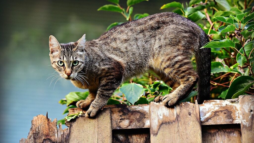 Il gatto si è affezionato?