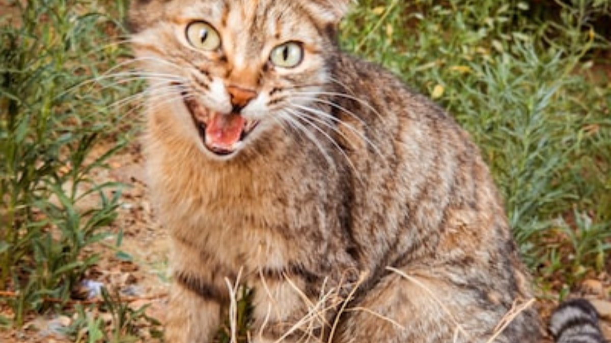 il gatto agitato come calmarlo