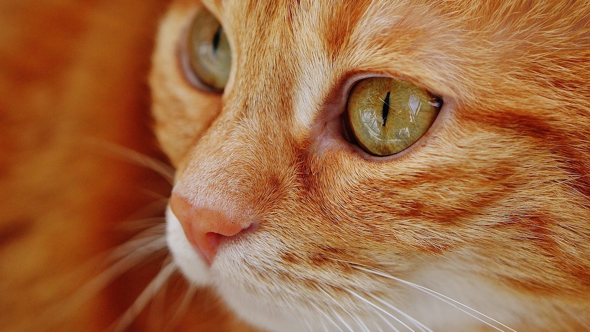 Come capire se il gatto è un soggetto allergico