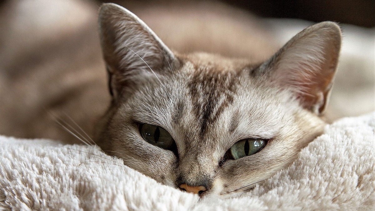 Perché il gatto fissa le persone?