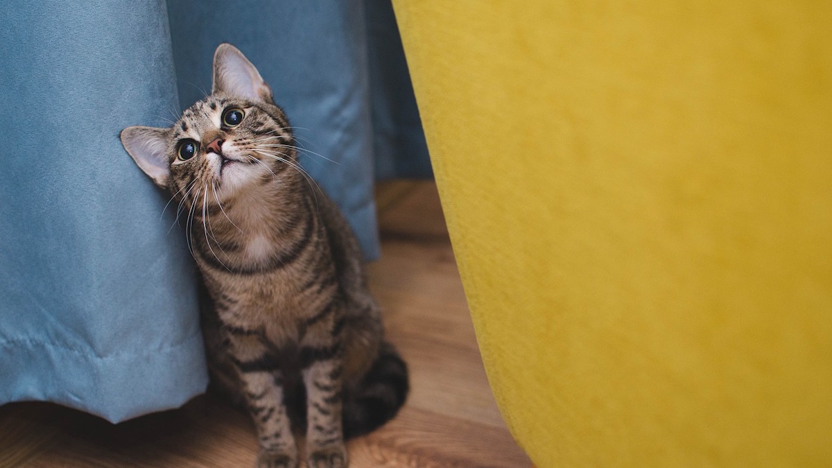 Cosa fare se il gatto mangia un topo