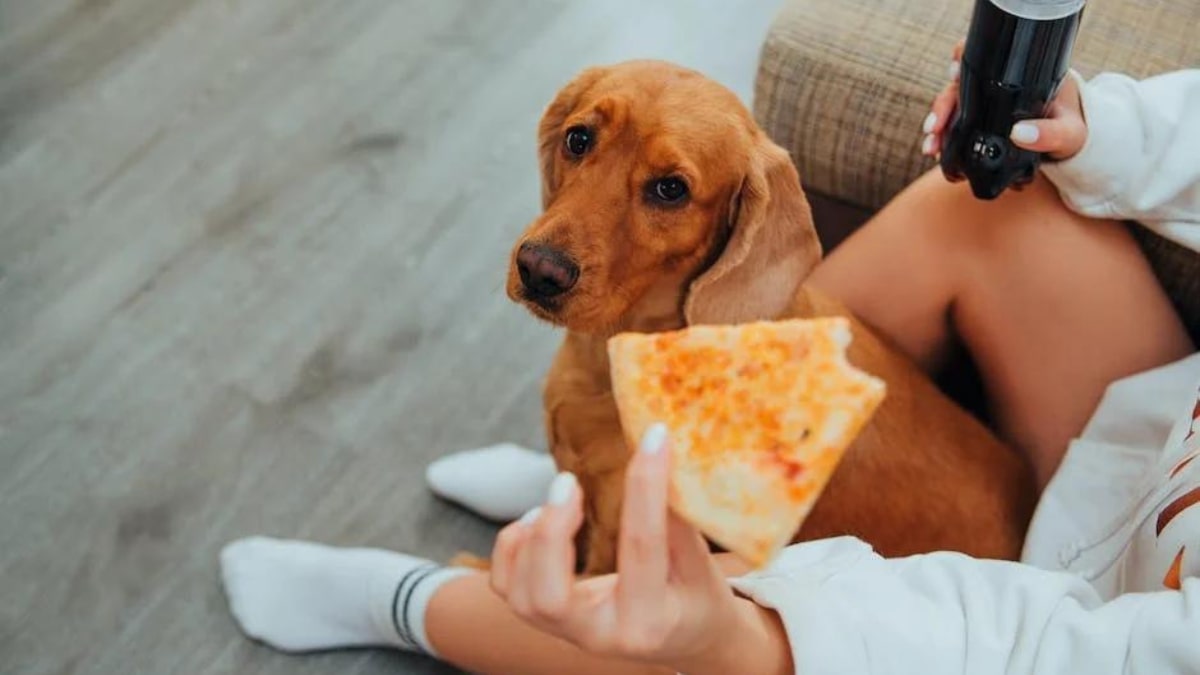 il cane e la dieta casalinga