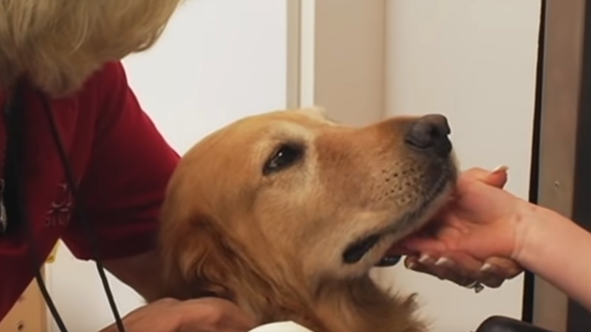 Il golden retriever che ha salvato la vita ad un bambino