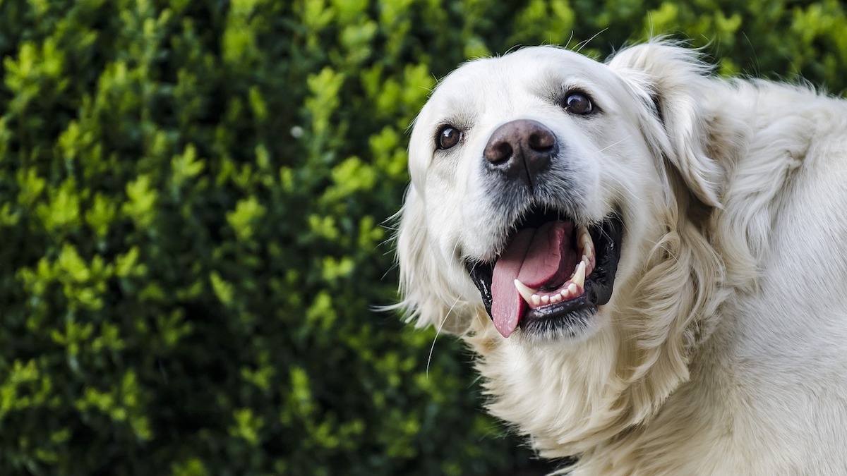 La corretta igiene orale del cane