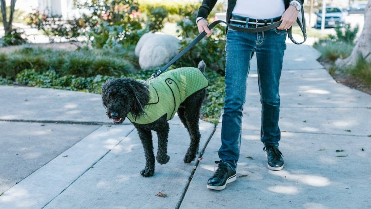 il cane tira troppo il guinzaglio