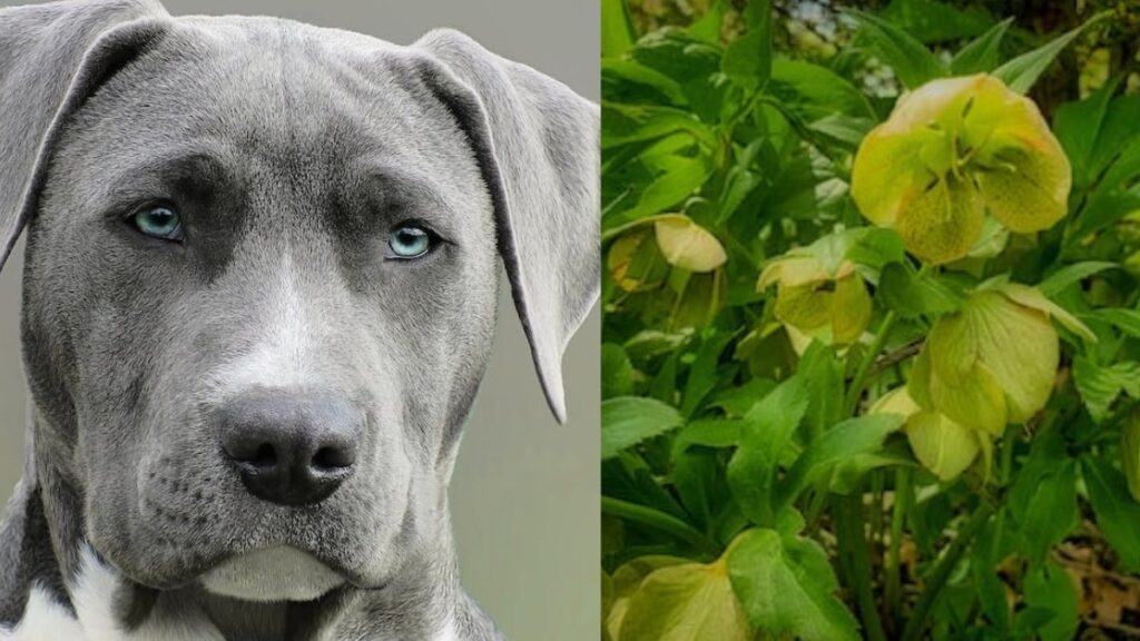 Il cane mangia le piante velenose cosa fare?