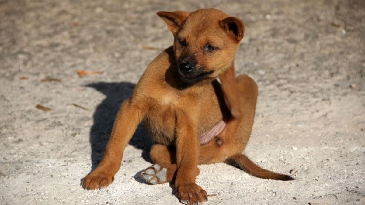 I motivi per cui un cane si gratta