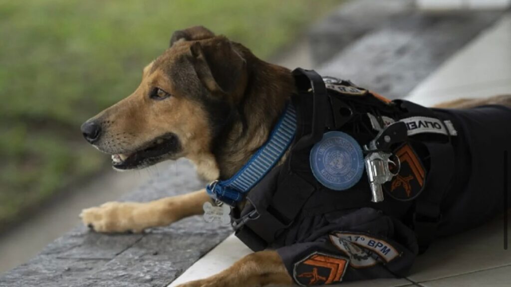 Il cane diventa un poliziotto