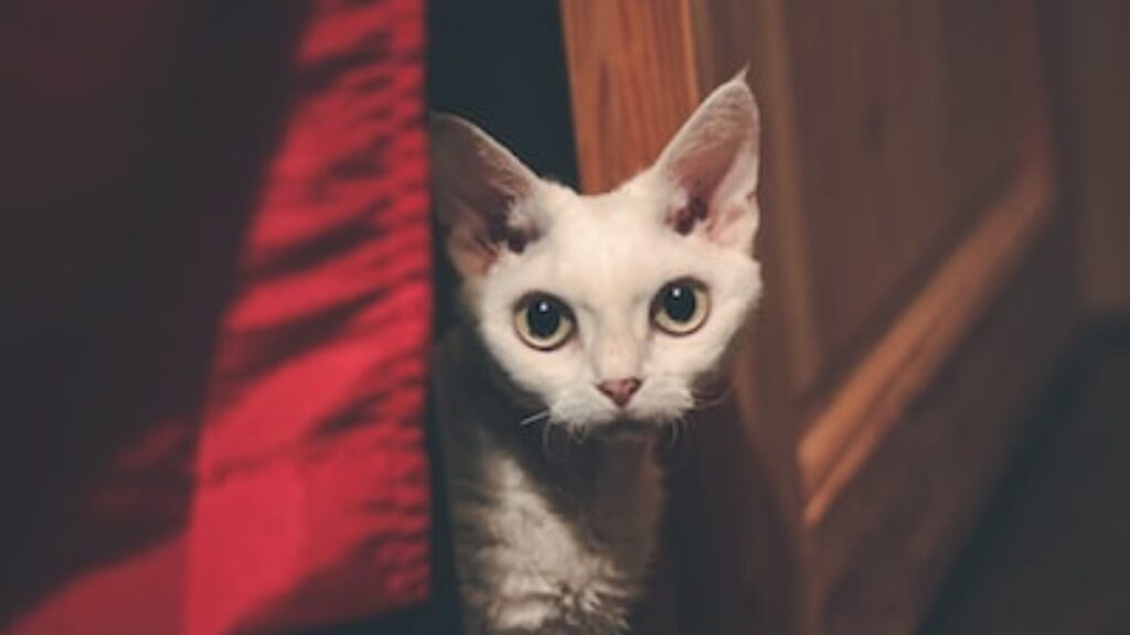 Le caratteristiche del devon rex