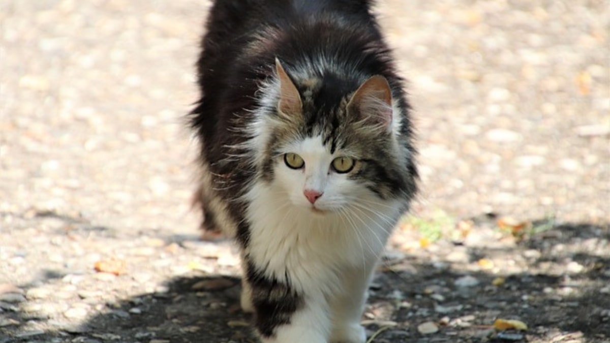 il gatto d'angora