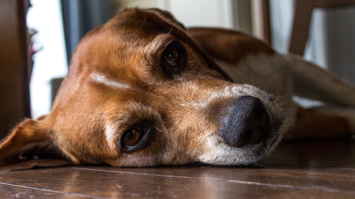 Intolleranza al lattosio nel cane