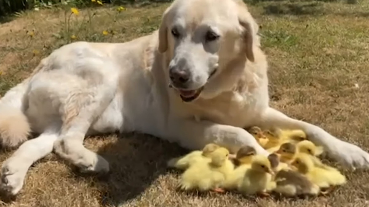 Il labrador Fred con gli anatroccoli