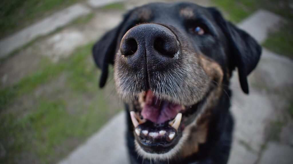 Lavare i denti al cane