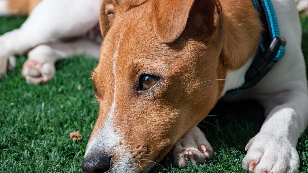 I segni del mal di stomaco nel cane